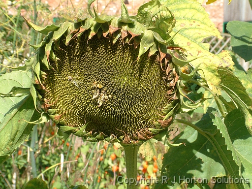 Sunflower seed